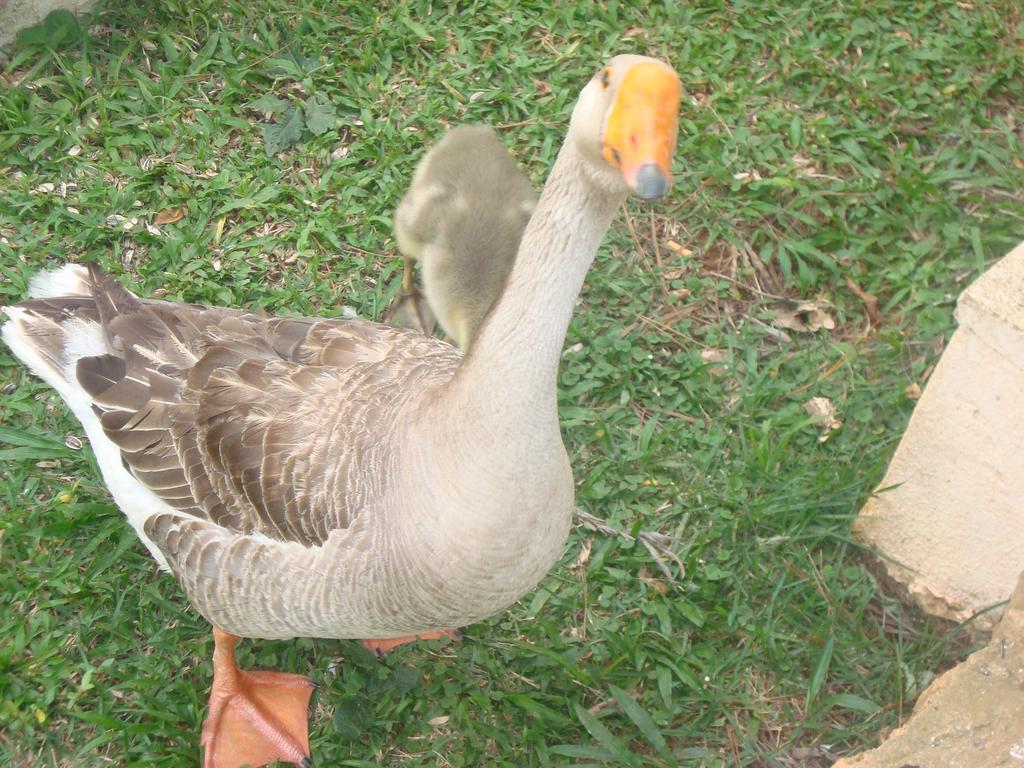 Hotel Fazenda Floresta Do Lago 索科罗 外观 照片
